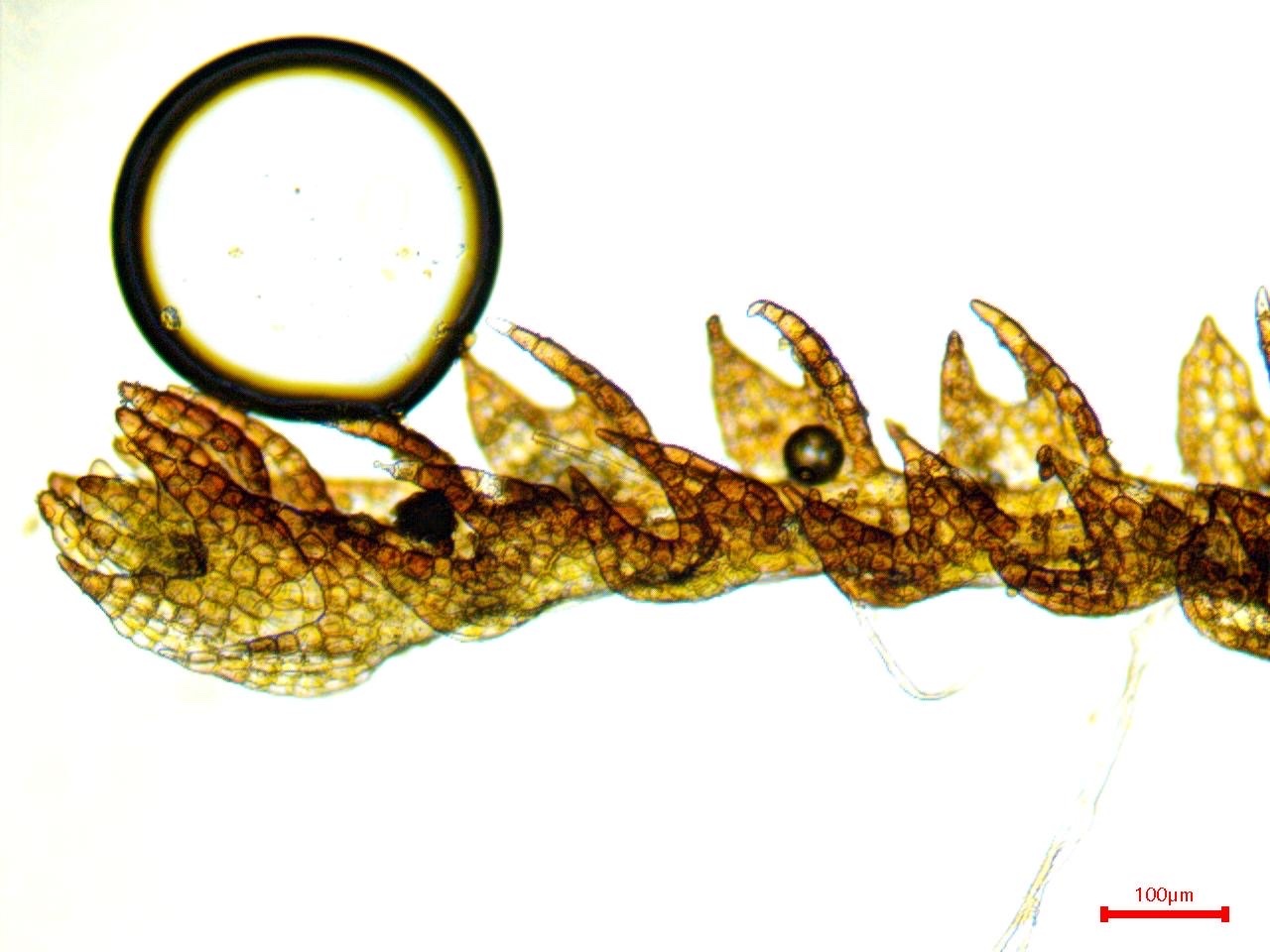 Cephaloziella rubella