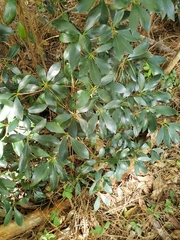 Ternstroemia gymnanthera