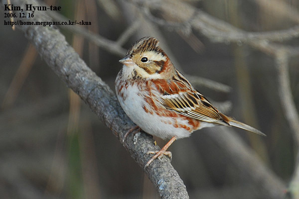 Foto de Rustic Bunting
