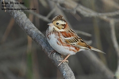 Rustic Bunting photo 5