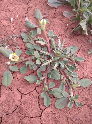 Bladder Vetch