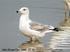 Larus argentatus mongolicus