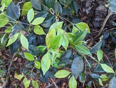 Myrcia chytraculia