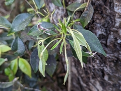 Myrcia chytraculia, photograph Rachel Stringham, CC BY, iNaturalist via GBIF
