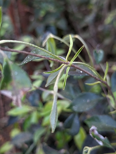Myrcia chytraculia, photograph 2