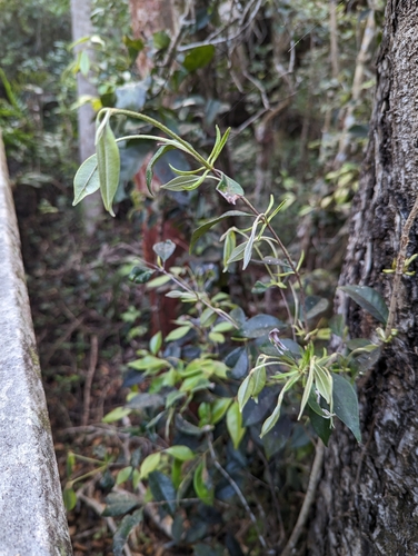 Myrcia chytraculia, photograph 3