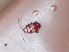 Omophoita sexnotata