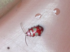 Omophoita sexnotata