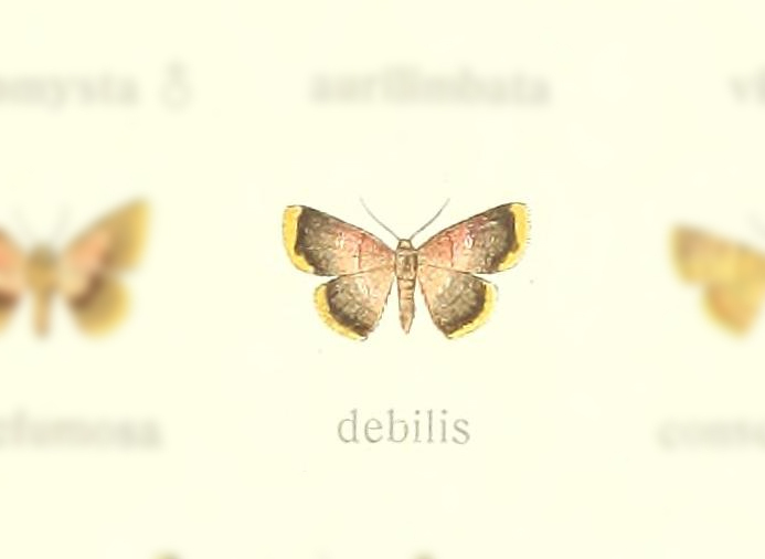 Tricentra debilis