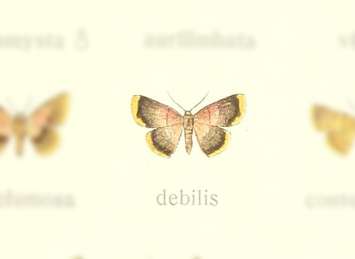 Tricentra debilis