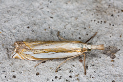 Crambus pascuella