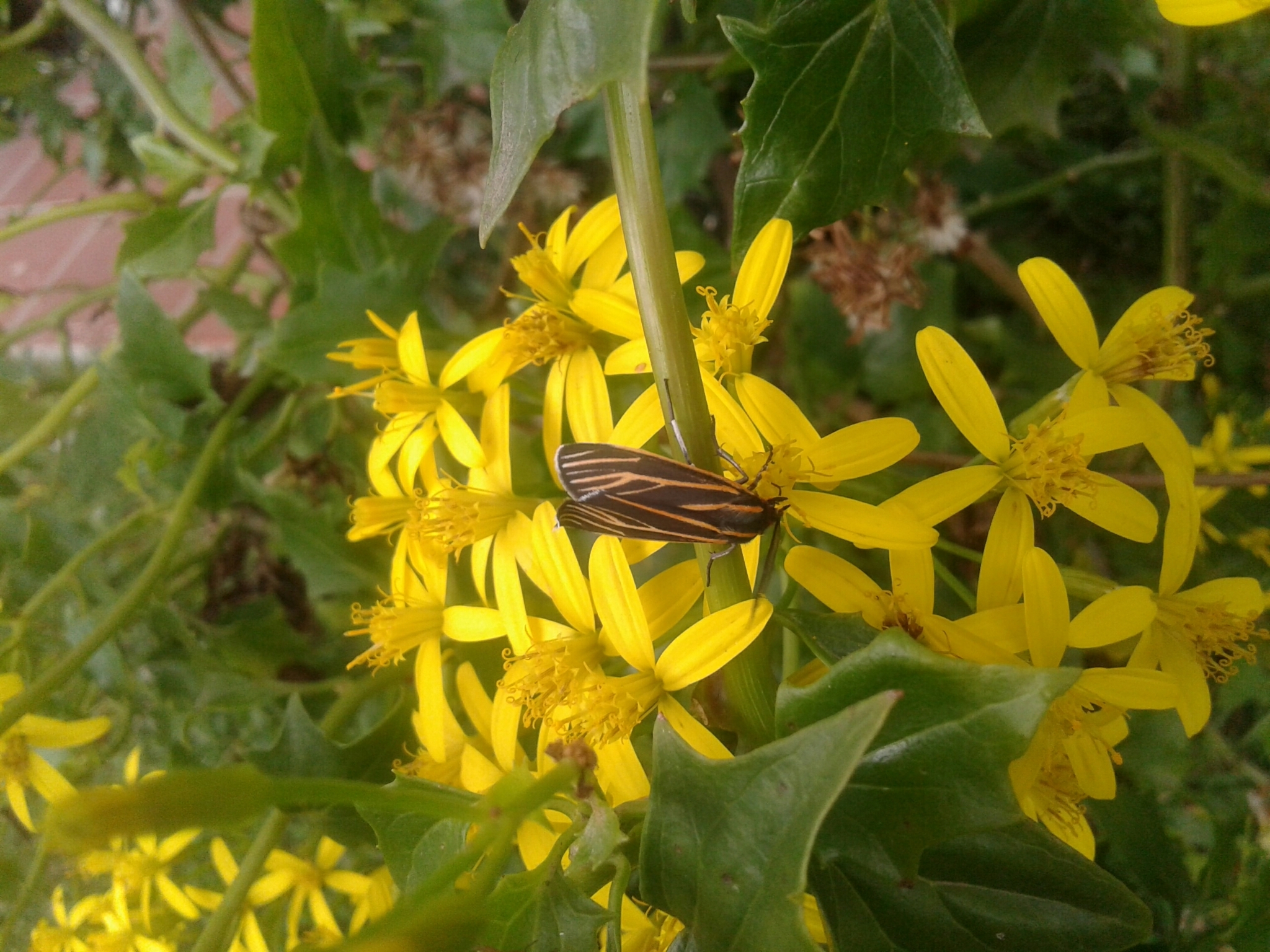 Ctenucha venosa image