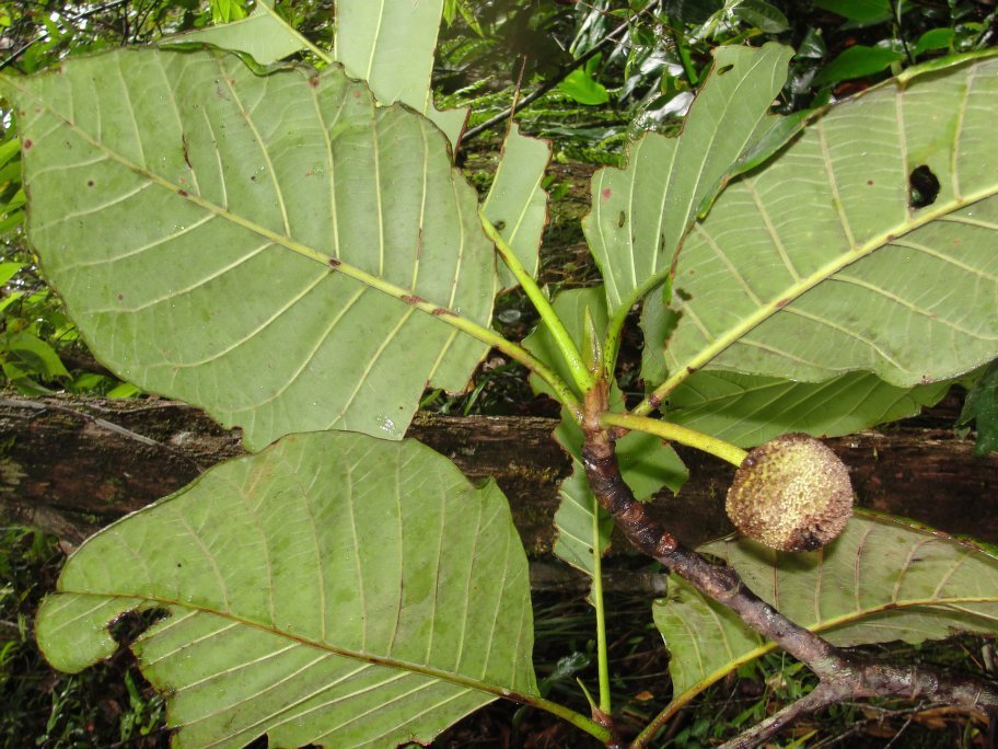 Breonia (Coffees, Bedstraws, and Allies of Analamazaotra Reserve ...