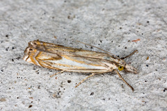 Crambus lathoniellus