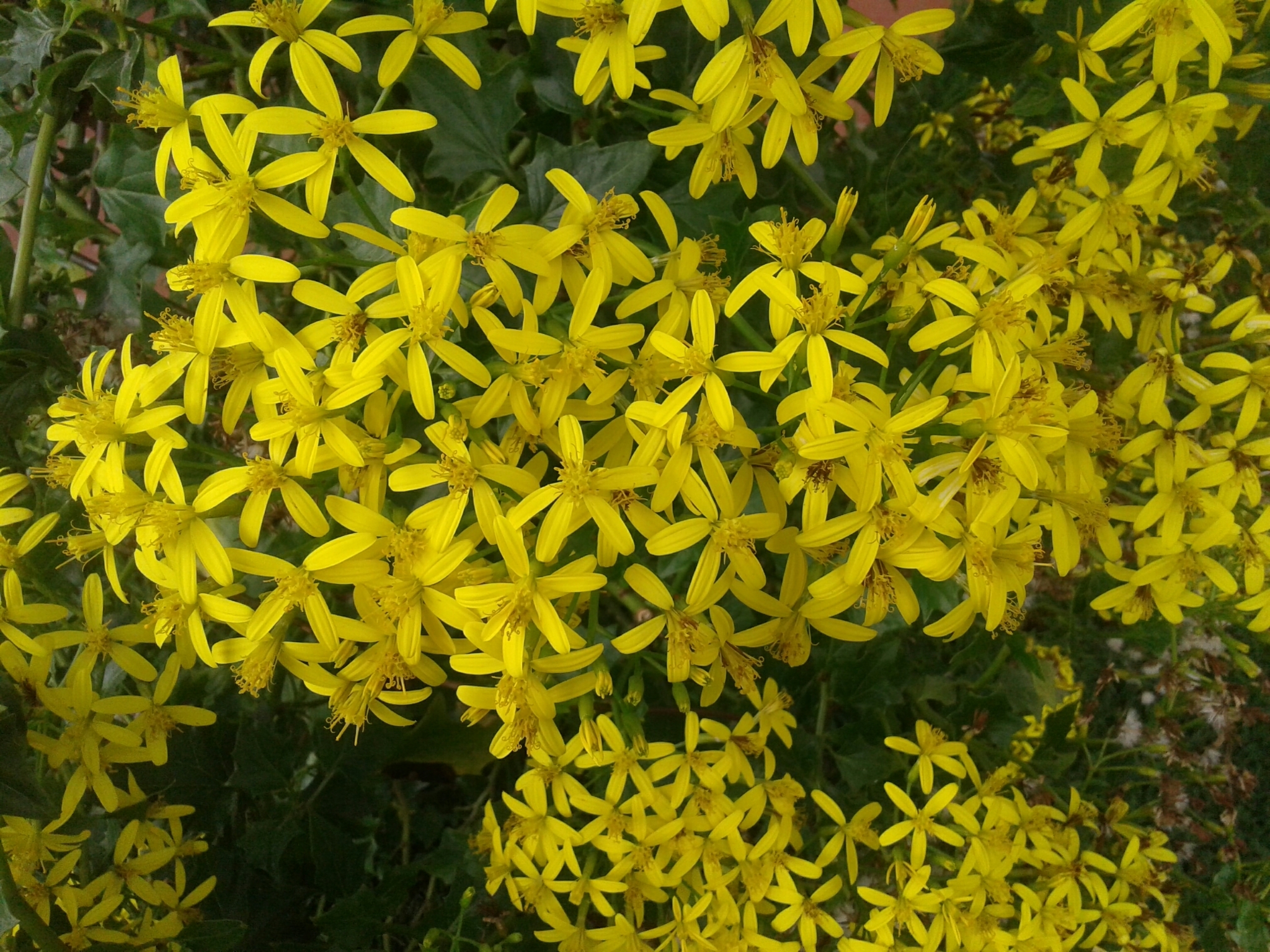 Senecio tamoides image