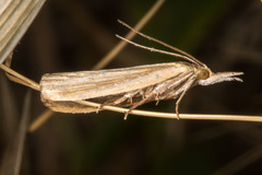 Ematheudes punctella