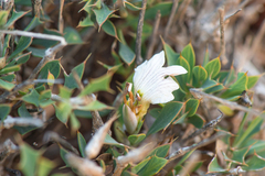 Leucas spiculifolia image