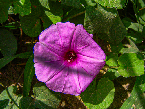 Ipomoea wightii image