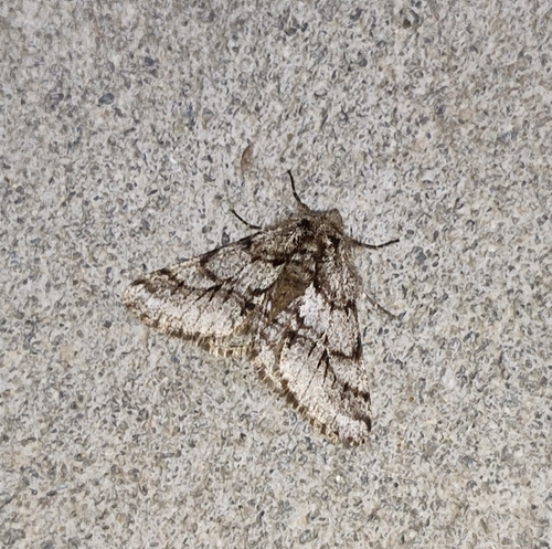 Piadivka chlpatá (Lycia hirtaria)
