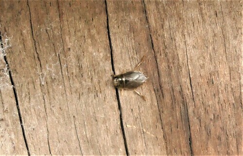 saucer bug, Meppel, Nederland, photo 6 of 10