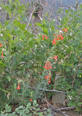 Ipomopsis aggregata collina