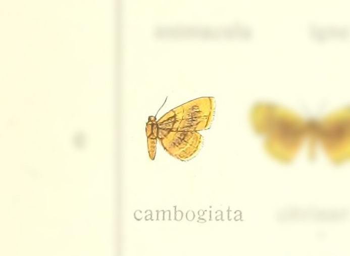 Tricentra cambogiata