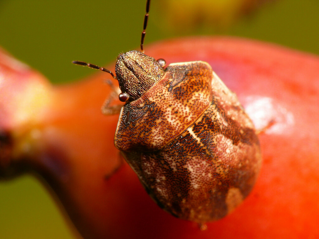 Homaemus aeneifrons from Timiskaming District, ON, Canada on August 19 ...