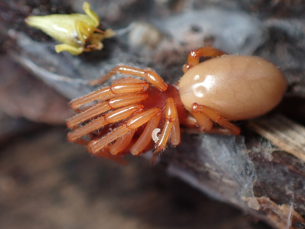 Araña caza cochinillas (Insectos en huertas y jardines de Bariloche