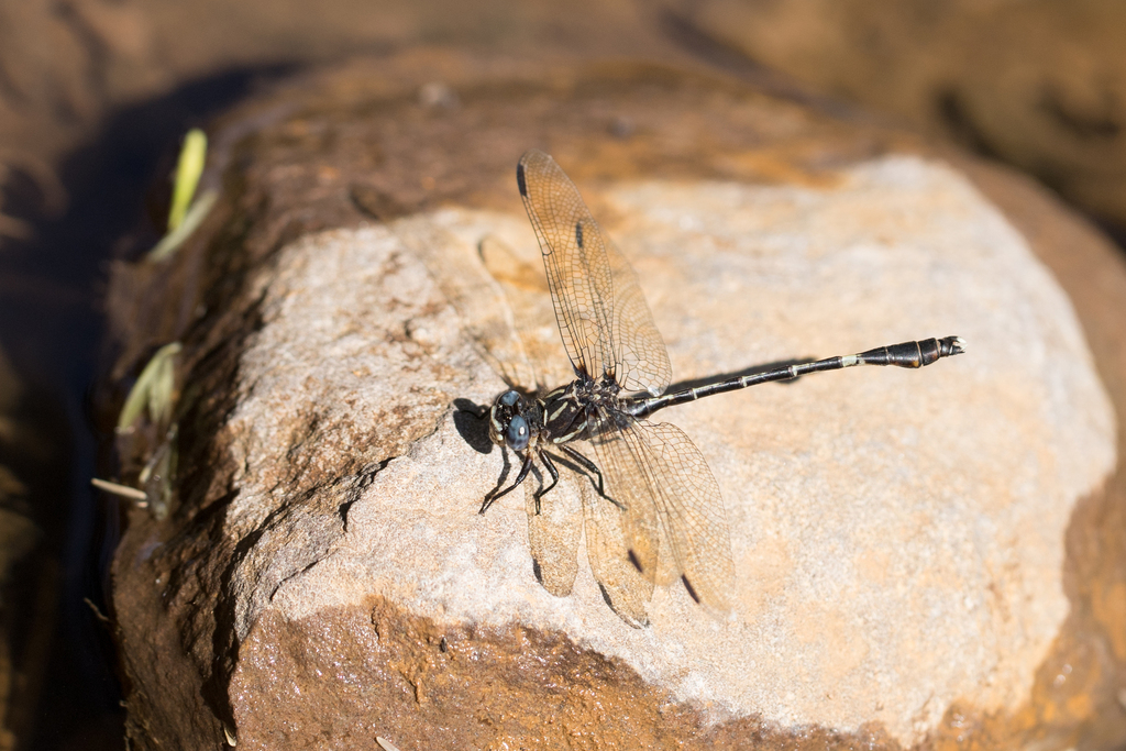 Progomphus basistictus