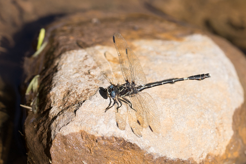 Progomphus basistictus