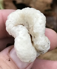 Entoloma abortivum image