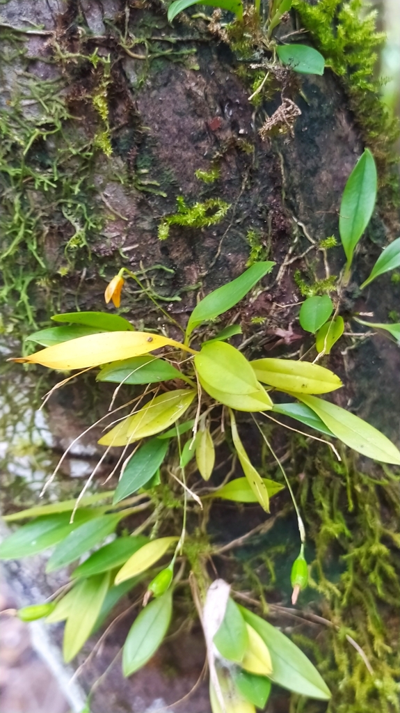 Specklinia striata