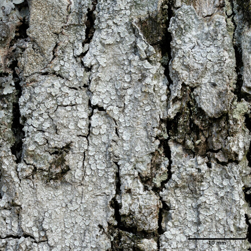 pertusária belavá (Lepra albescens)