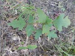 Toxicodendron radicans negundo