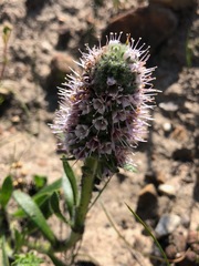 Echiostachys ecklonianus