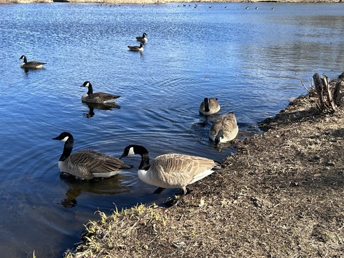Canada Goose photographed in Rhode Island