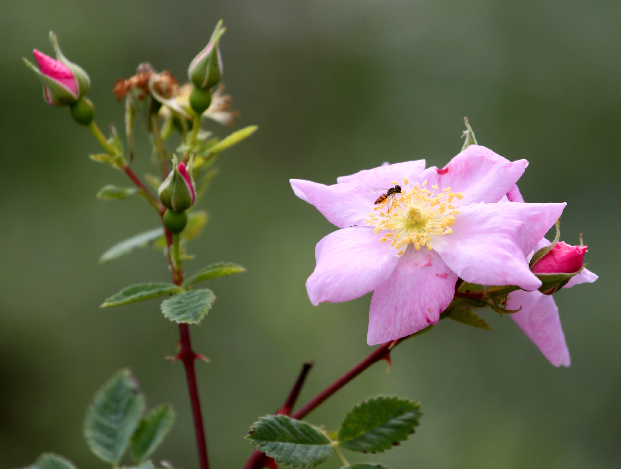 Rosa californica