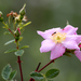 California Wild Rose - Photo (c) Wintertanager, some rights reserved (CC BY-SA)