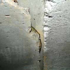 Anolis lionotus