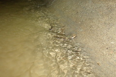 Anolis lionotus