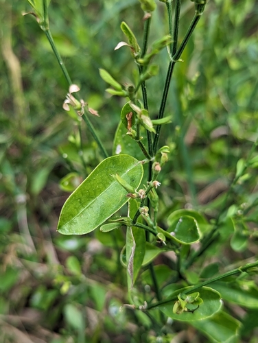 Image of Six-Angle Foldwing by (c) Rachel Stringham, some rights reserved (CC BY)