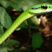 Cope's Parrot Snake - Photo (c) John G. Phillips, some rights reserved (CC BY-NC), uploaded by John G. Phillips