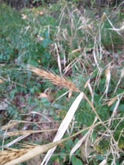 Elymus virginicus virginicus