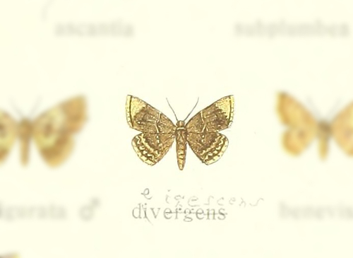 Tricentra devigescens