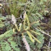 Mimosa acutistipula ferrea - Photo (c) Nereston (Nelinho) Camargo, algunos derechos reservados (CC BY-NC), subido por Nereston (Nelinho) Camargo
