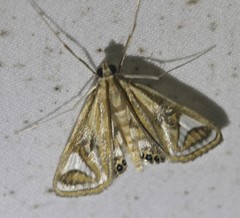 Strepsinoma foveata