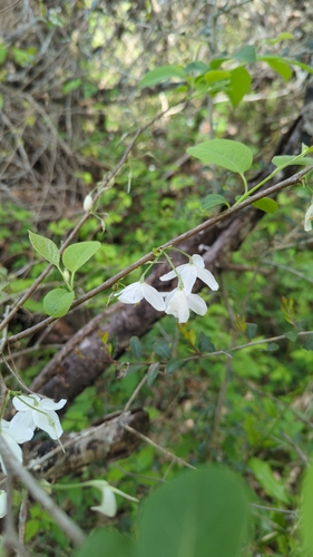 Image of Halesia diptera by (c) Mike Tilley, some rights reserved (CC BY)