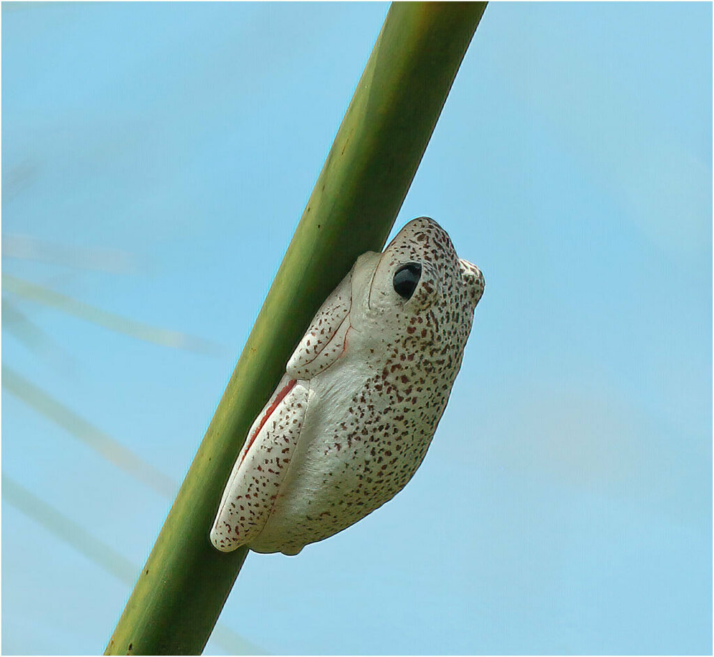 Angolan Reed Frog from Caprivi, Namibie on February 14, 2020 at 12:34 ...