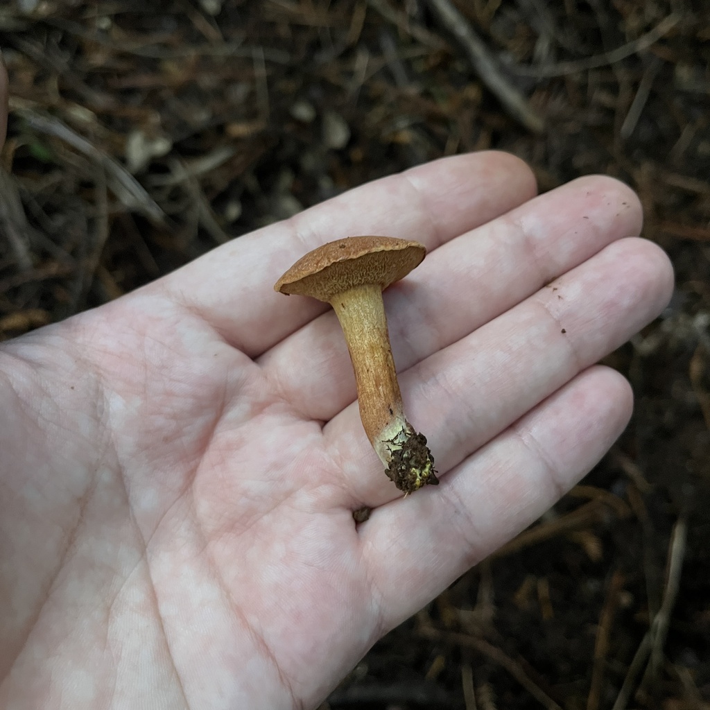 Chalciporus piperatus · March 2023 · photo: © cristianriquelme (iNaturalist, cc-by)