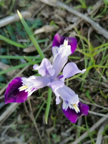 Image of Iris kolpakowskiana by (c) tetyanakuchma, some rights reserved (CC BY)
